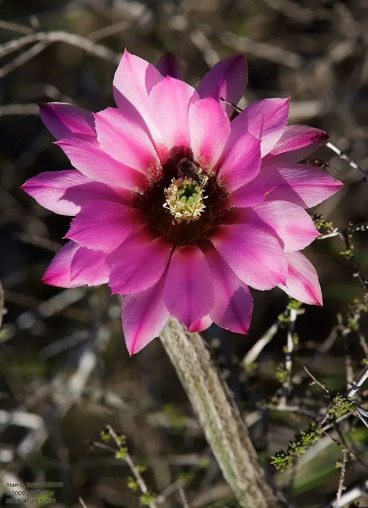 Dahlia Hedgehog Cactus