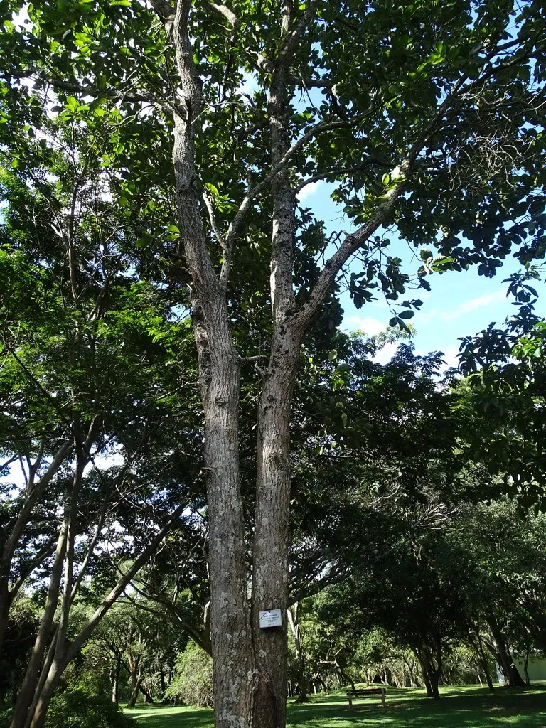 Terminalia Mollis