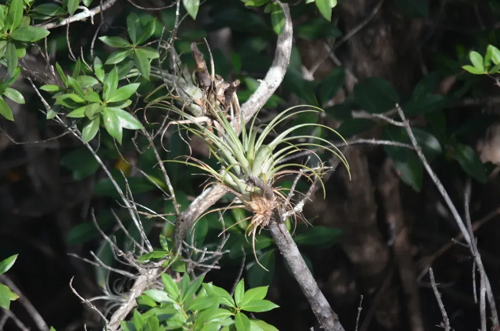 Twisted Airplant