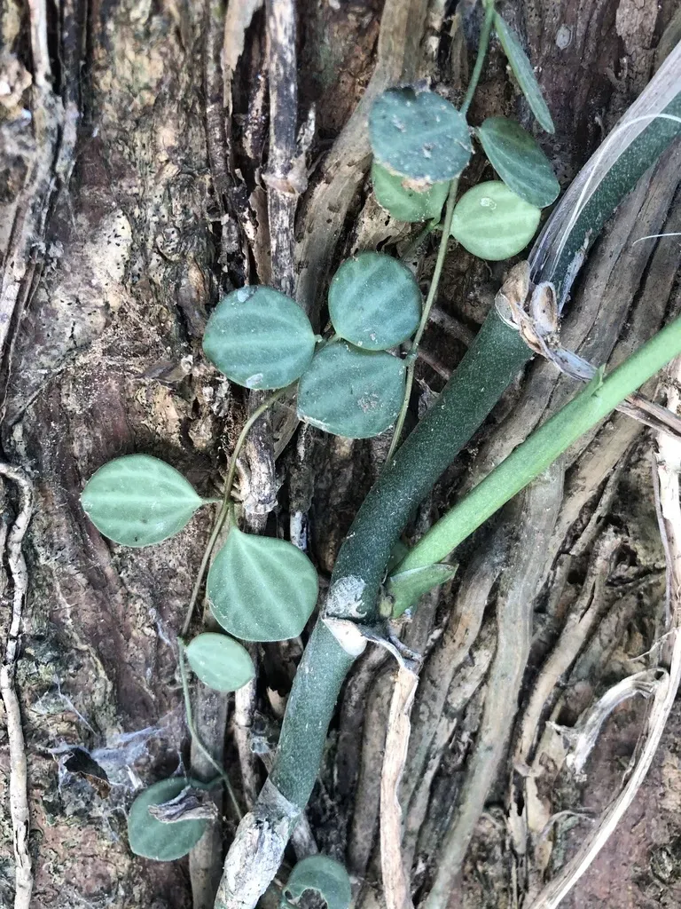 Peperomia Quadrangularis