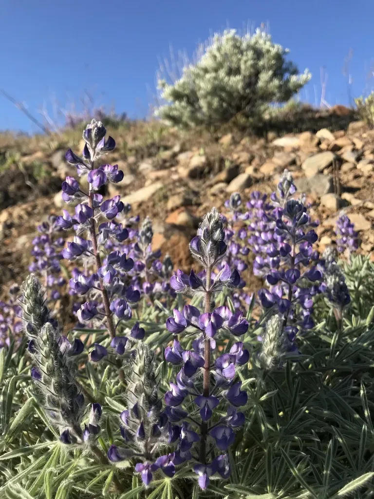 Nevada Lupine
