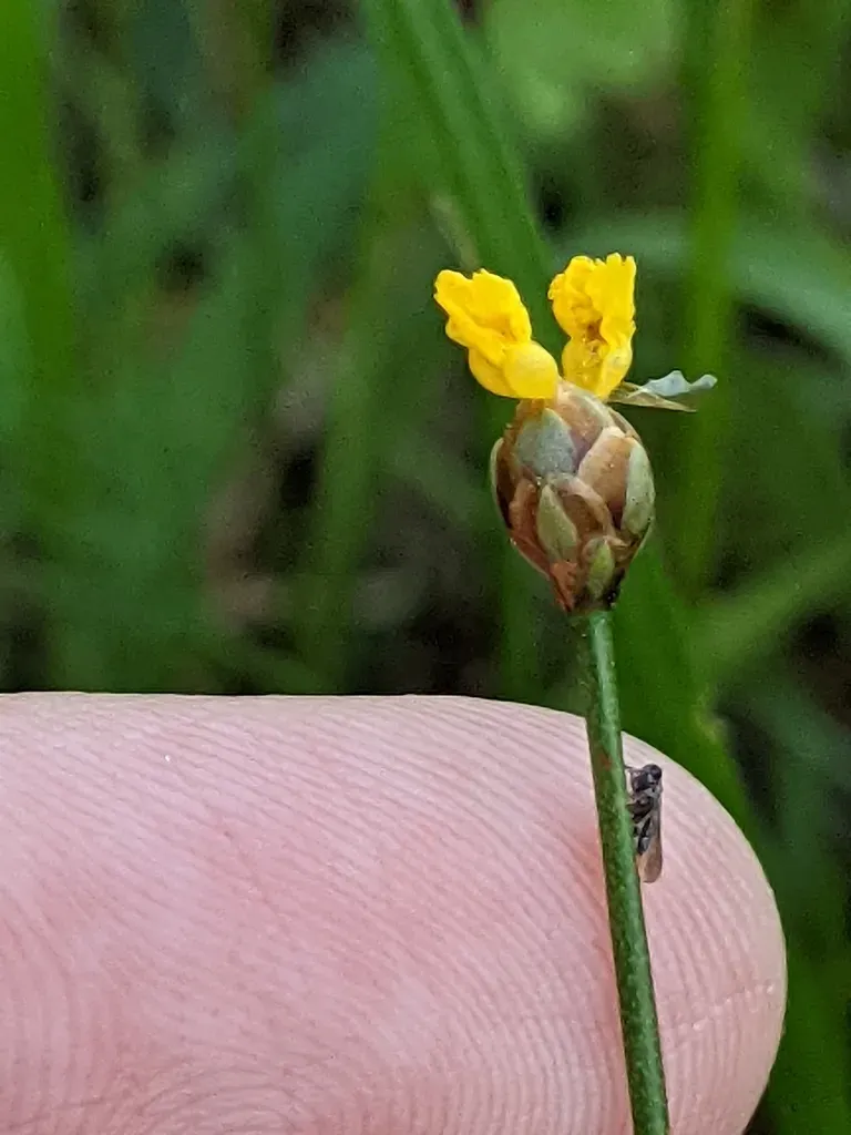 Grassleaf Yellow-eyed Grass
