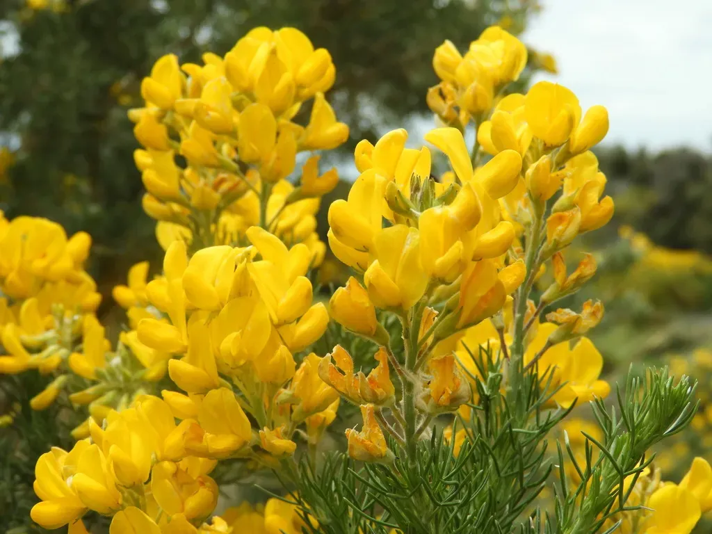 Adenocarpus Decorticans