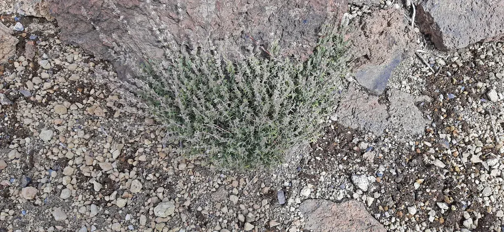 Micromeria Lachnophylla