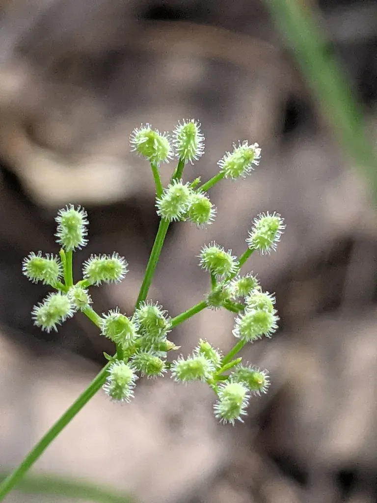Bristly Scaleseed