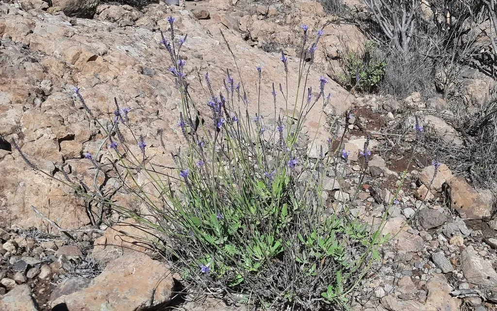 Lavandula Minutolii