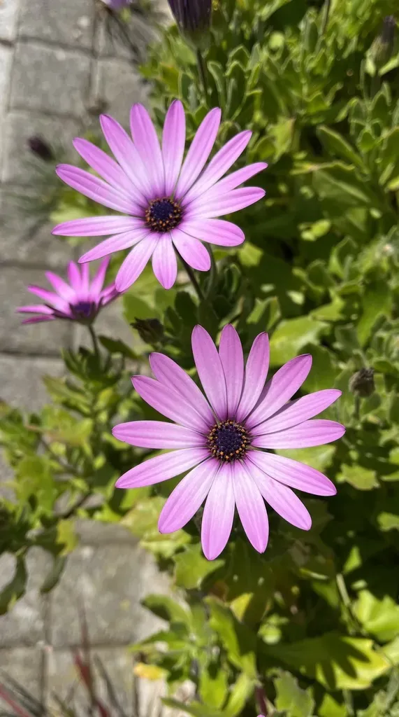 Trailing African Daisy