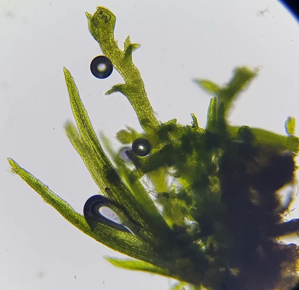 Cephaloziella Divaricata