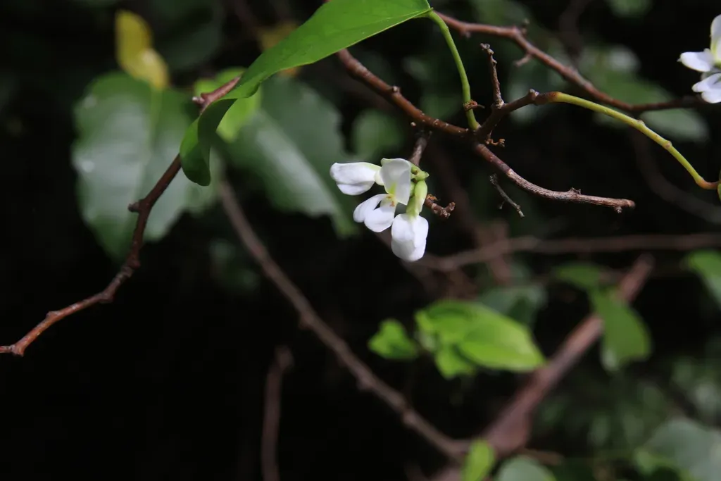 Browne's Indian Rosewood