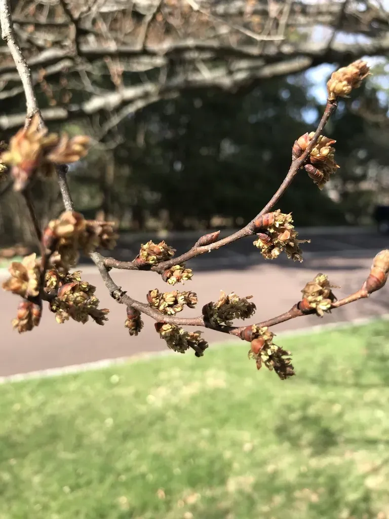 Japanese Hackberry