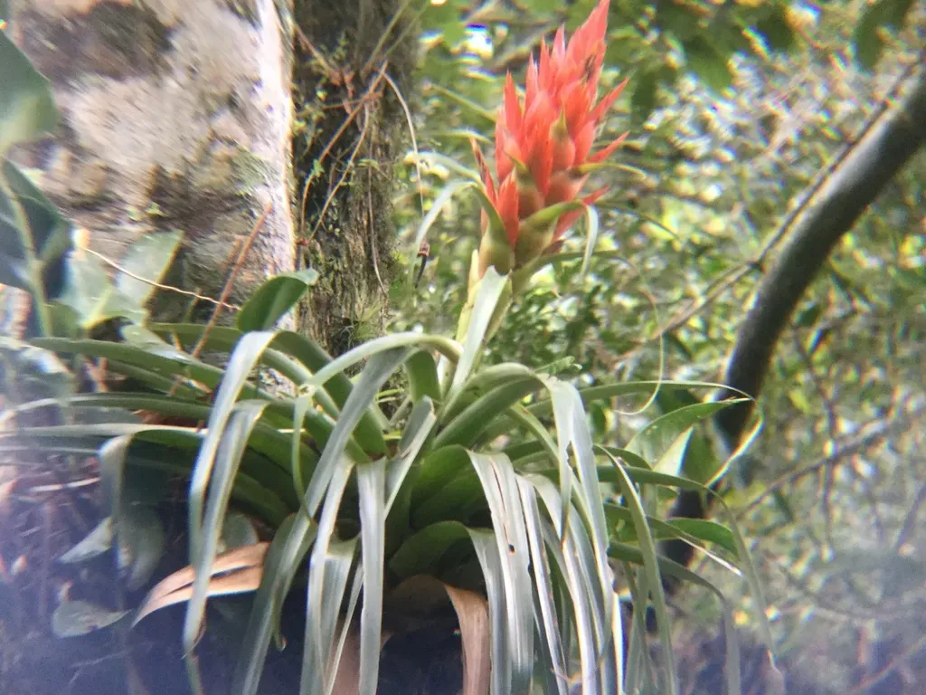 Tillandsia Ponderosa