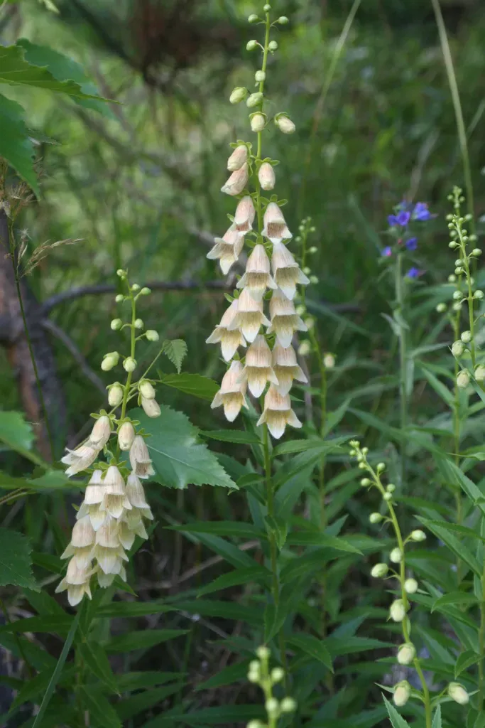Digitalis Ciliata