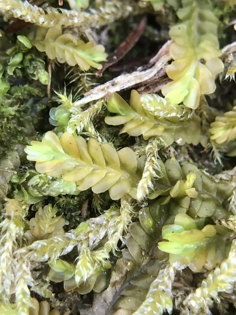 Straggling Pouchwort