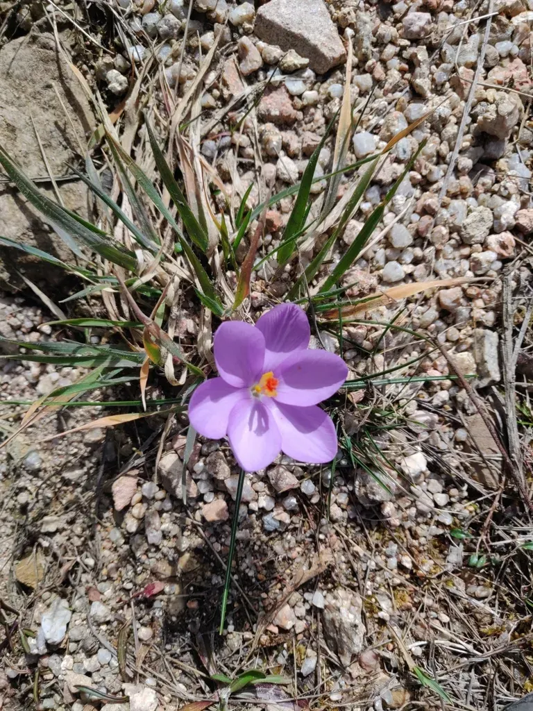 Crocus Minimus