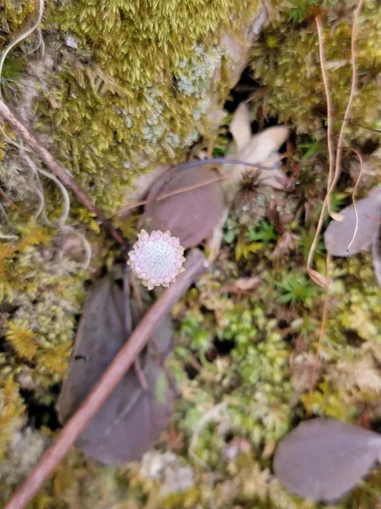 Singlehead Pussytoes