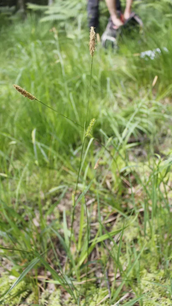 Smooth-stalked Sedge