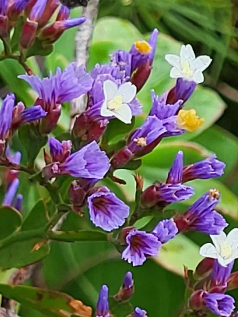 Limonium Brassicifolium