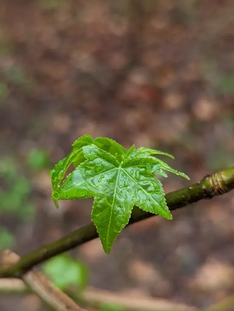 Sweetgum
