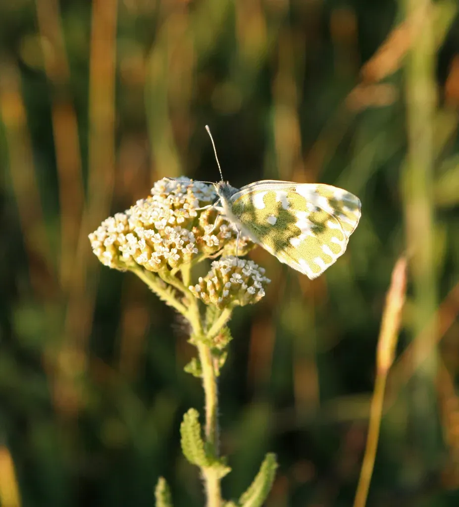 Bristly Yarrow