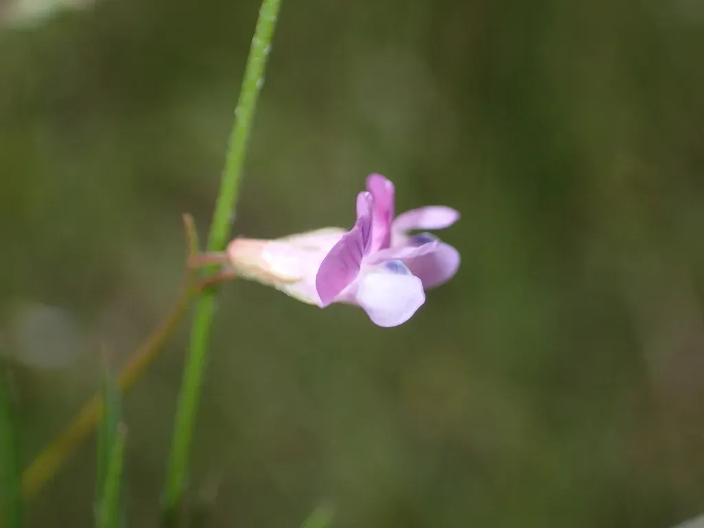 Slender Vetch
