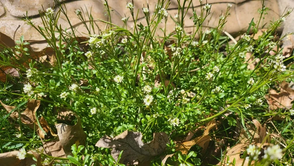 Pennsylvania Bittercress
