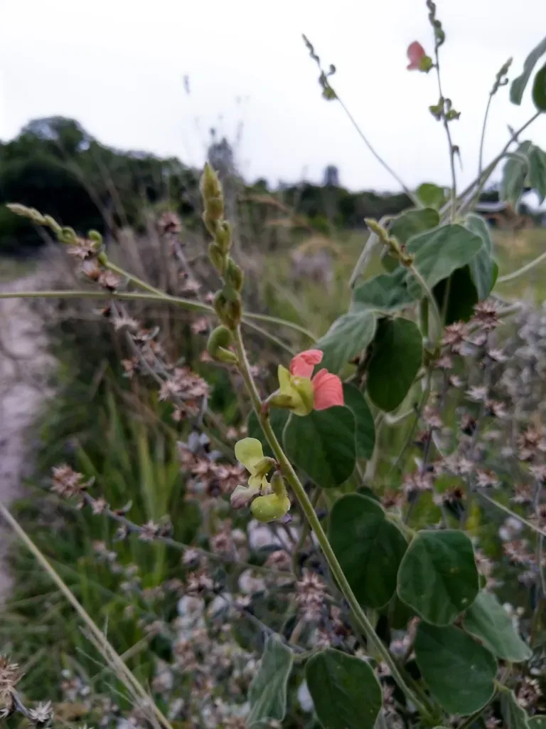 Macroptilium Erythroloma