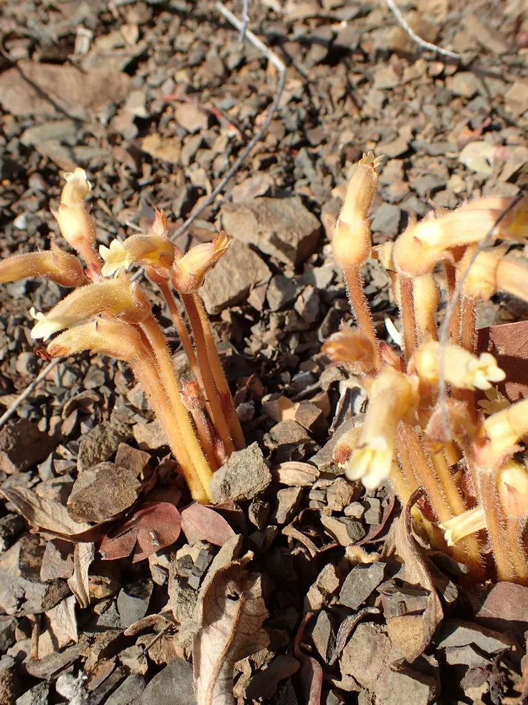 Franciscan Broomrape