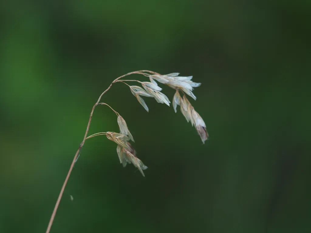 Southern Holy-grass