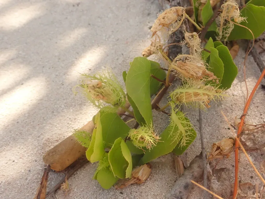 Pectinate Passion-flower
