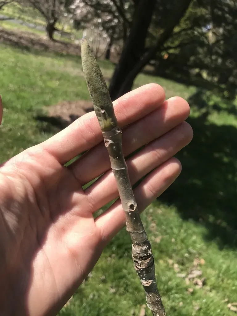 Magnolia Officinalis