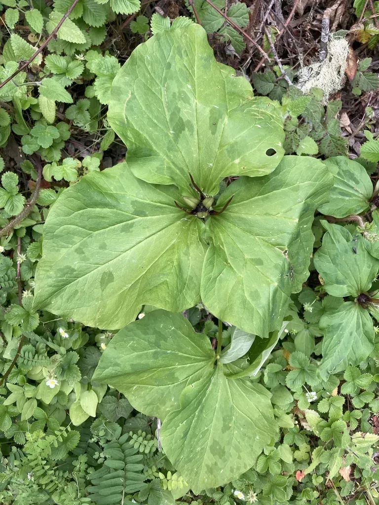 Narrowpetal Wakerobin