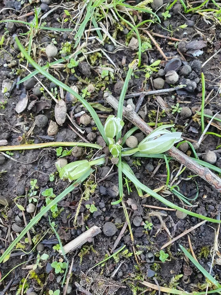 Ornithogalum Exscapum