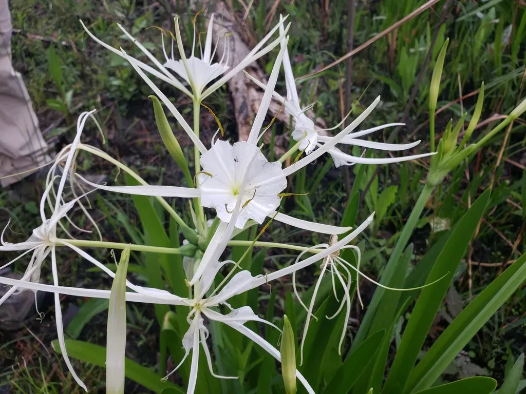 Texas Spider Lily