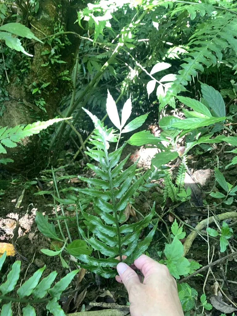 Asymmetric Spleenwort