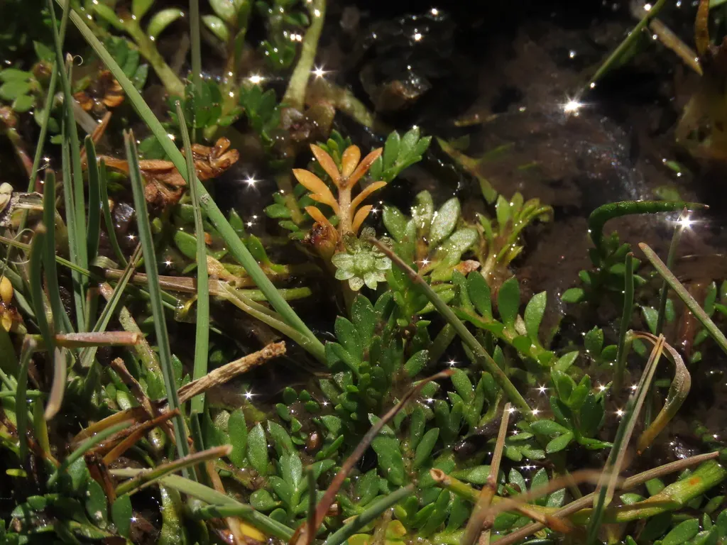 Mexican Brassbuttons