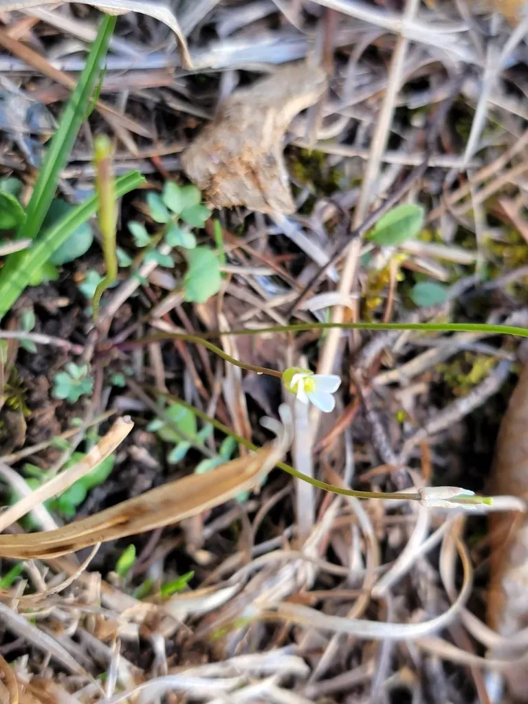 Michaux's Gladecress