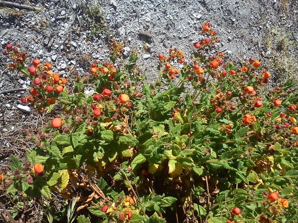Calceolaria Pisacomensis