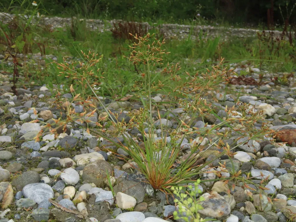 Fimbristylis Bisumbellata
