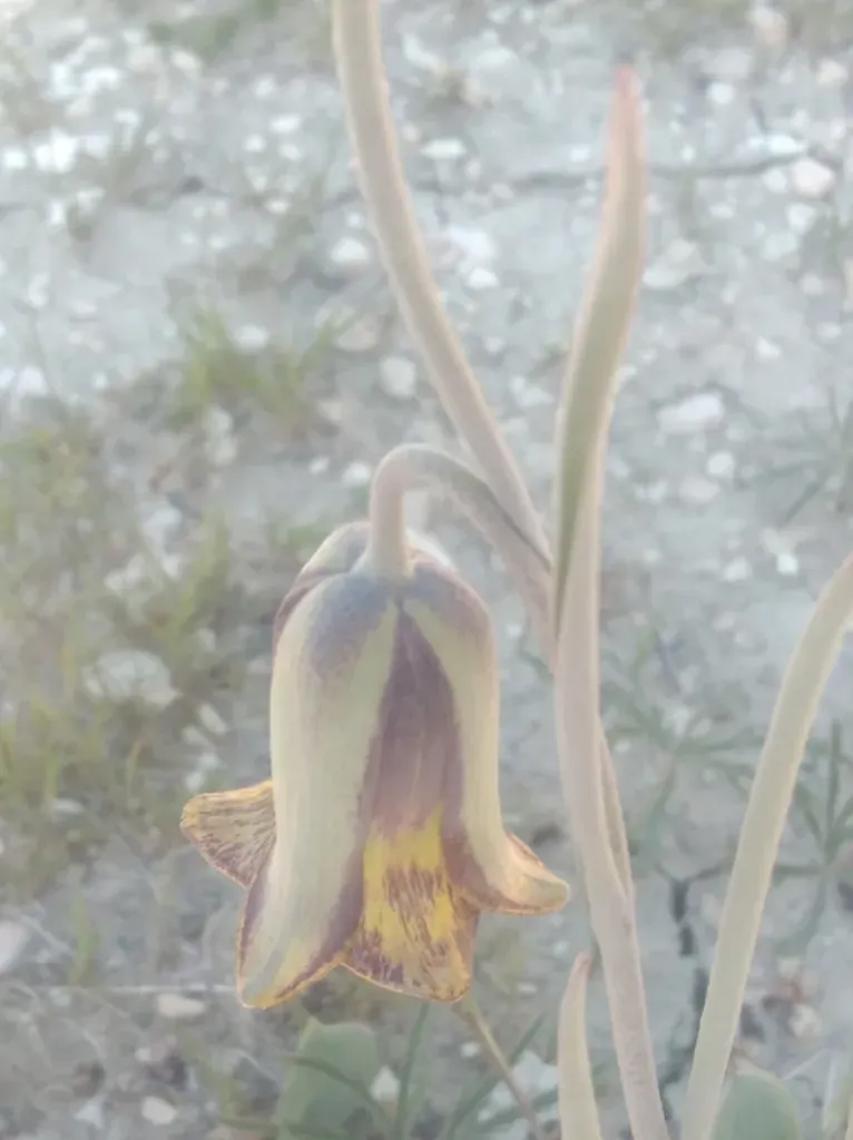 Pointed-petal Fritillary