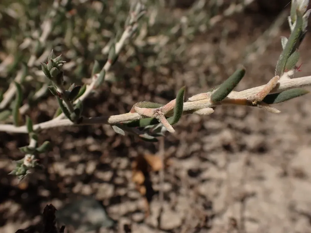 Malacocera Tricornis