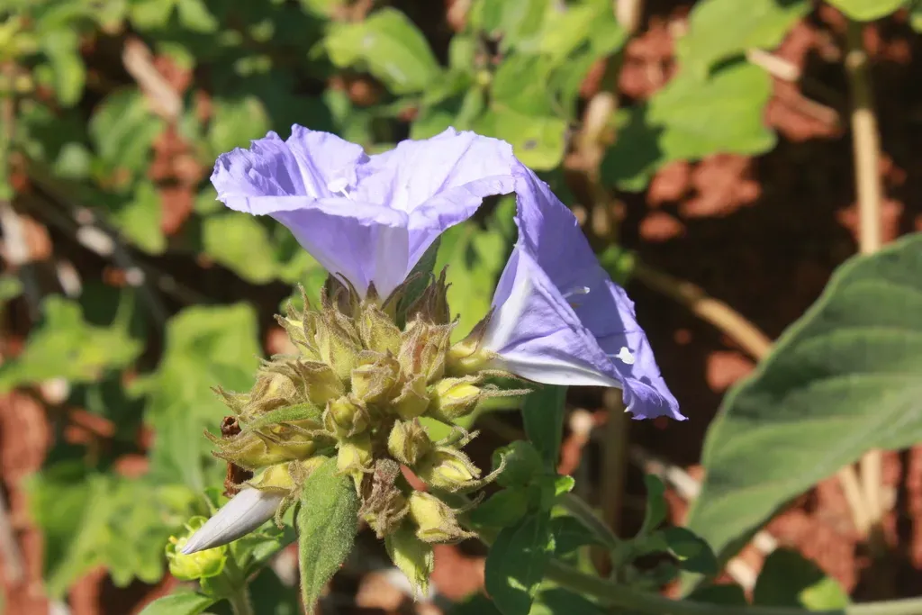Jacquemontia Ferruginea