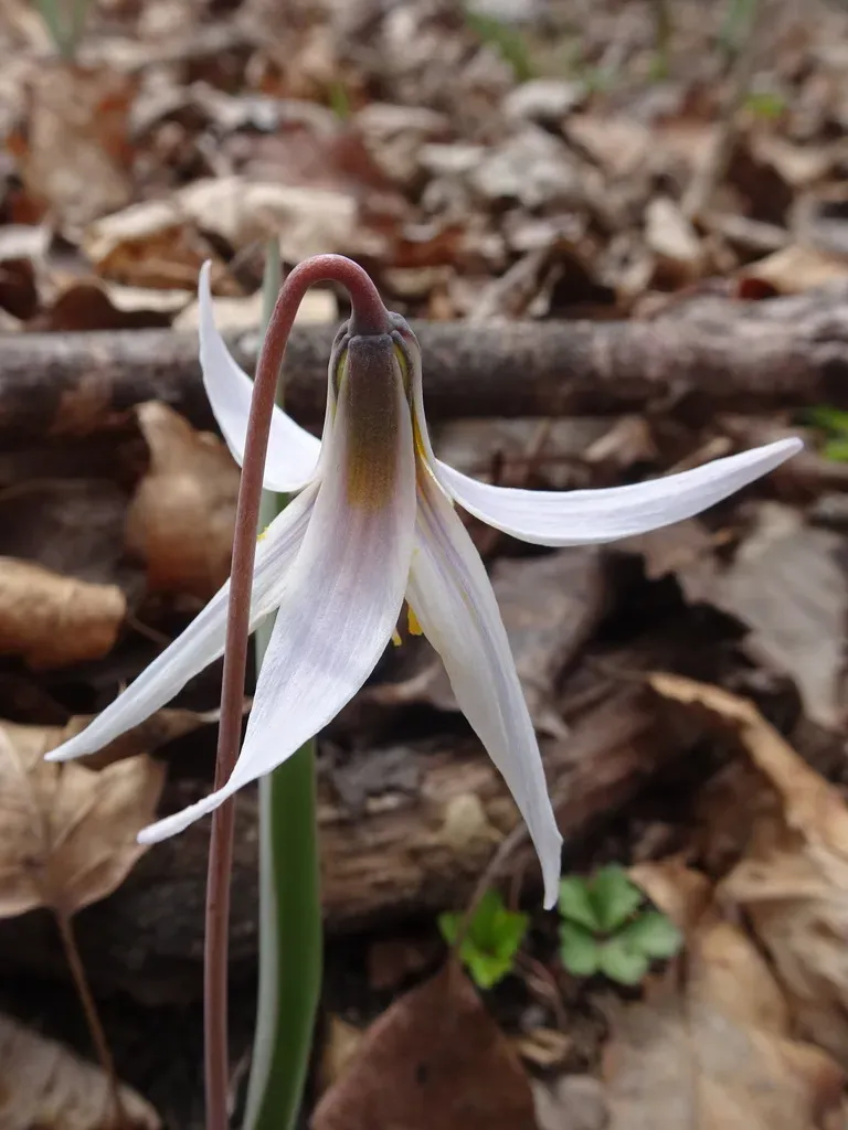 Prairie Trout-lily