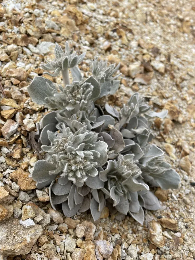 Altered Andesite Buckwheat