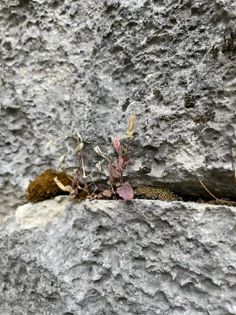 Shasta Limestone Monkeyflower