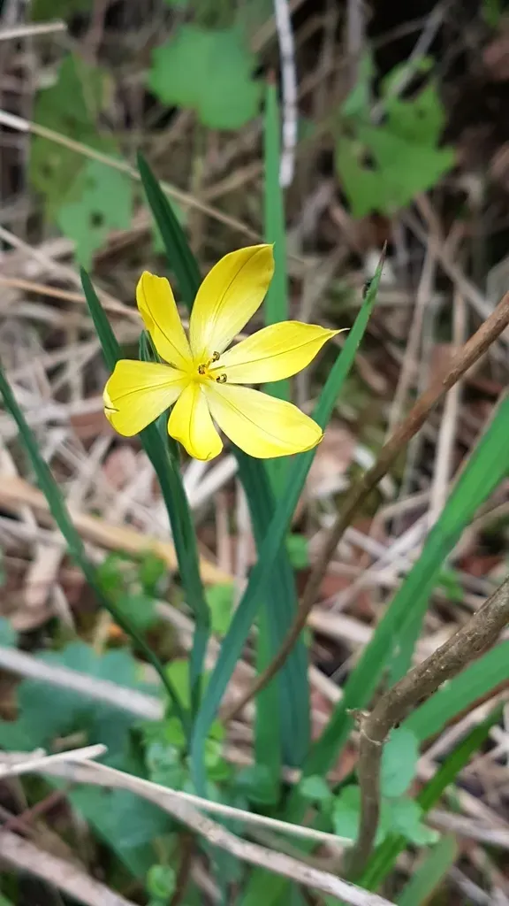 Sisyrinchium Chiricanum