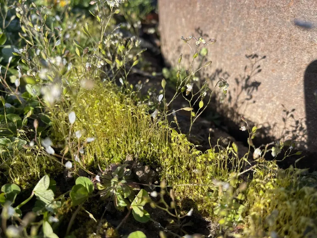 Entosthodon Americanus