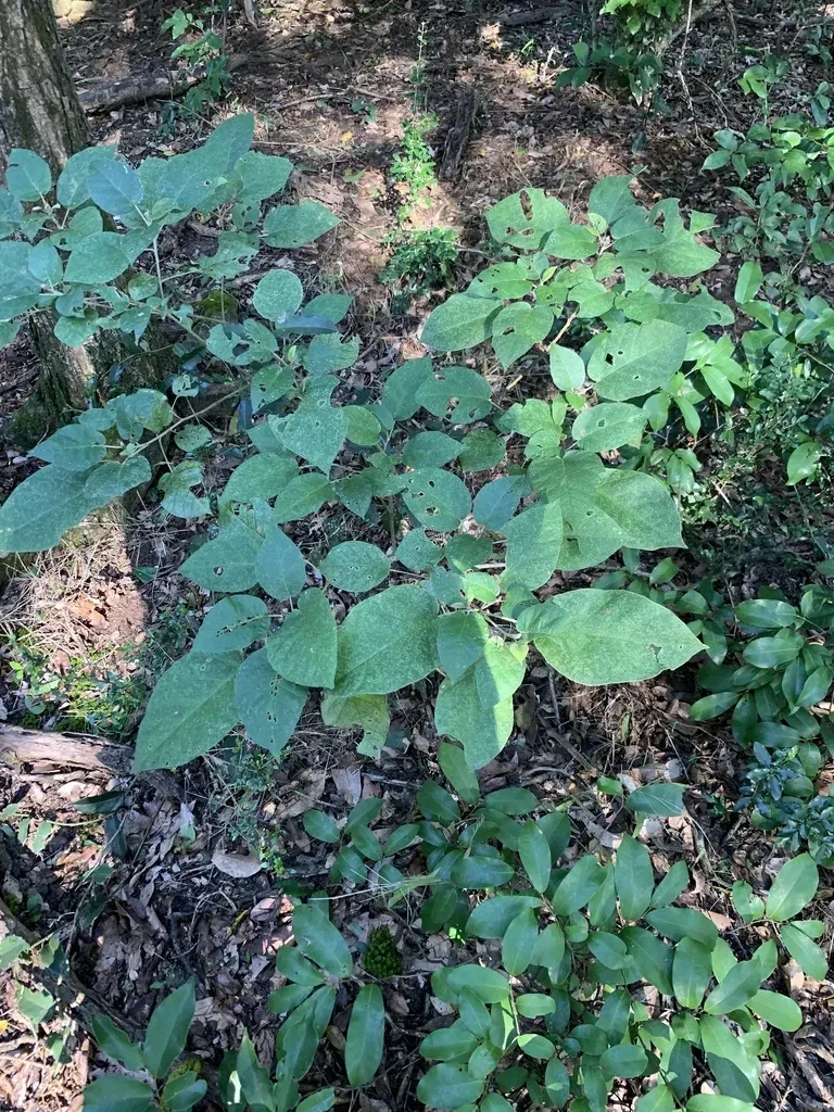 Maputaland Feverberry