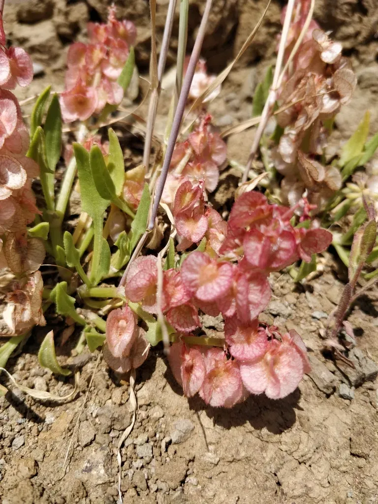 Pink Sorrel