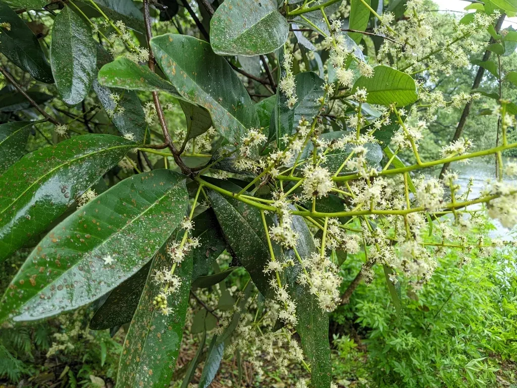 Semecarpus Cuneiformis
