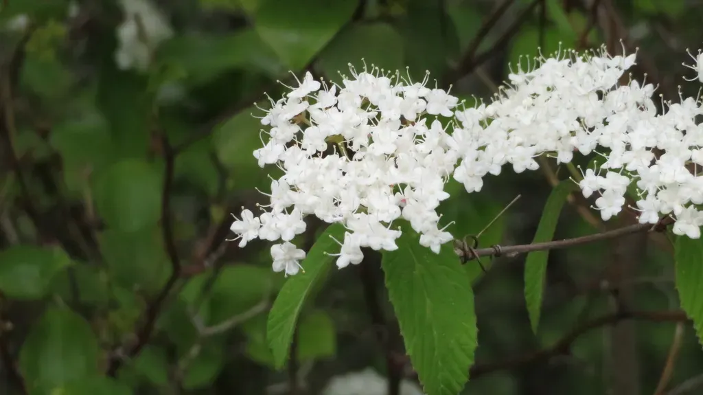 Beech Viburnum